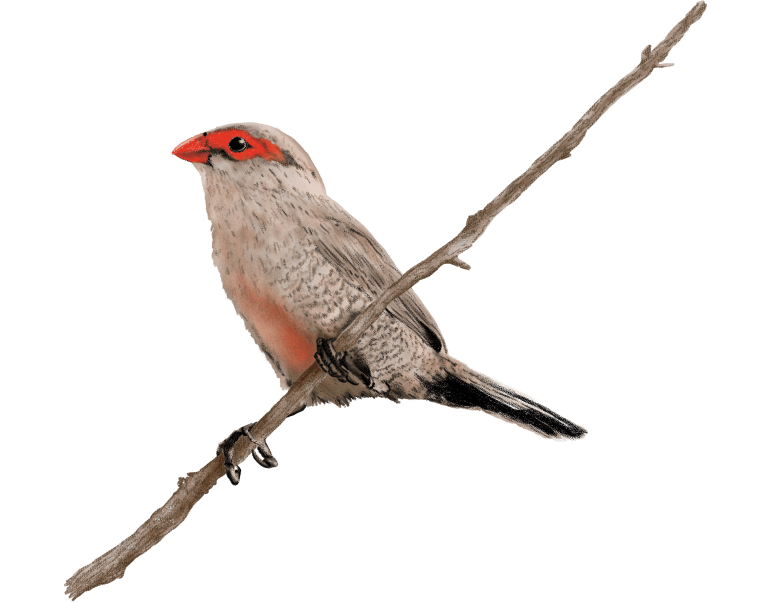 Aves de Balneário Camboriú